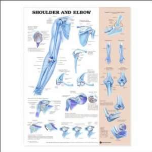 Shoulder and Elbow Anatomical Chart Plastic Styrene  