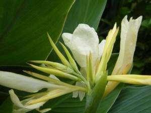 10 white canna lily seeds, not plant, flower, pond  
