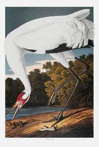 Bernard Loates Audubon Whooping Crane Signed 40 x 26  