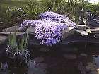   phlox plants bright lavender perennial 