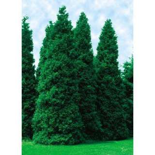    Thuja Green Giant Tree  