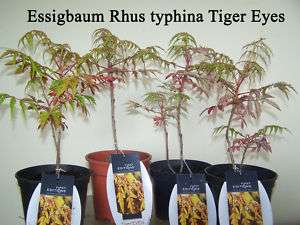Rhus typhina Tiger Eyes Essigbaum Tiger Eyes®  
