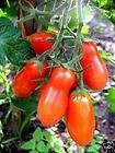 Essbares Exoten, Tomaten und Gurken Artikel im PLANTOMANIA Kraeuter 