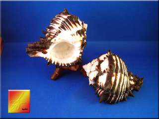 Black Murex Shell Seashell 3 4 Beach Cottage Decor  
