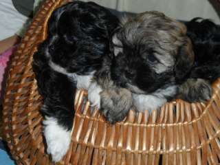 shih poo babys ( shih tzu  zwergpudel / österreich in Kr. Passau 