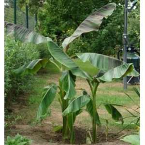 Himalaja Banane   Musa sikkimensis Manipur  Garten