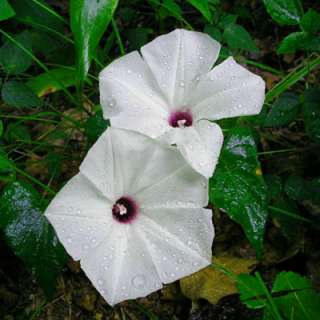 ipomée alba aussi appelée moonflower ou fleur de lune ou belle de 
