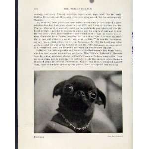  Brabancon Small Pet Dog Animal Hound British Old Print 
