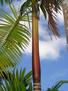 LIVE Edible Acai Palm Tree BIG 18 24+in Seedling 3GAL  