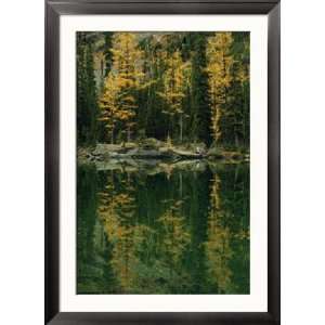  Subalpine Larches Displaying Fall Colors are Reflected in 