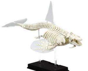 Mini 3D Museum Taxidermy Anatomy Model Killer Whale  
