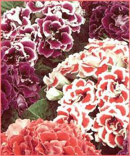 FREE FLOWERING Gloxinia EMPRESS MIXED Seeds ANNUAL  
