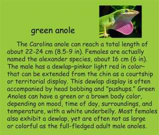 GREEN ANOLE Carolina Lizard choco egg figure ANIMAL 5  