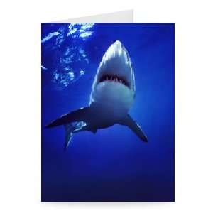  Shark in Aquarium   Greeting Card (Pack of 2)   7x5 inch 