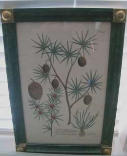 Old Botanical Print Cauda Muris Cedrus Myosurus Pine  