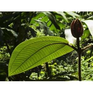  Rainforest Vegitation, Hanging Bridges Walk, Arenal, Costa 