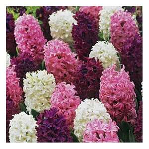   Mix Hyacinth 6 Bulbs   SUPER VALUE   Fragrant Patio, Lawn & Garden