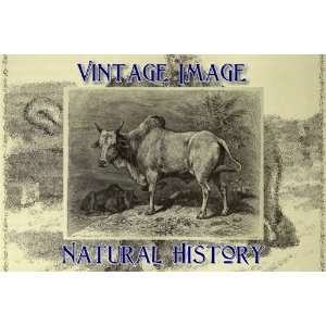   Fridge Magnet Vintage Natural History Image Indian Humped Bull Home