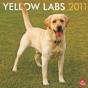  Labrador Retrievers, Yellow 2011 Wall Calendar 12 X 12 