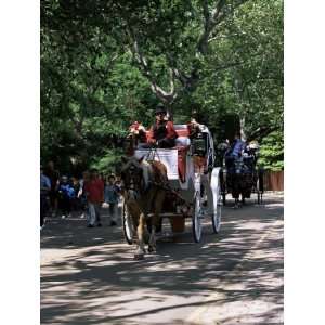  Horse Drawn Carriage in Central Park, Manhattan, New York 