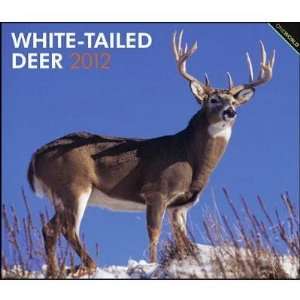    White Tailed Deer 2012 Deluxe Wall Calendar