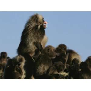  Male Gelada Bares his Teeth as He Stands Guard over his 