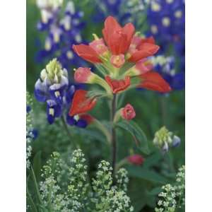  Close up of Texas Paintbrush, Hill Country, Texas, USA 