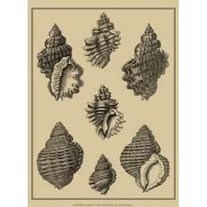  Shells On Khaki V by Denis Diderot 10x13