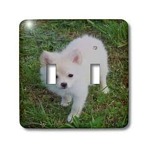 Rebecca Anne Grant Photography Dogs   White Cream Pomeranian Puppy 