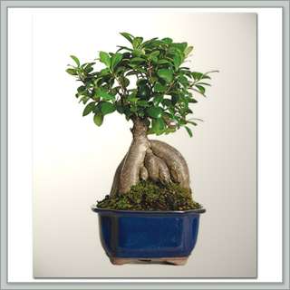 Bonsai Tree (Ginseng) Ficus I Nursery Direct  
