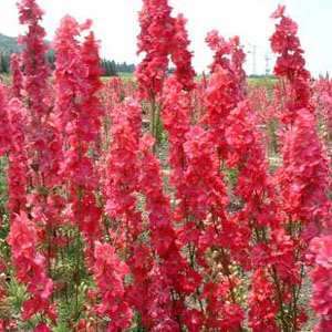 GIANT RED DELPHINIUM FLOWER SEEDS / PERENNIAL  