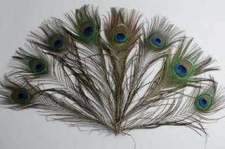 200 Pcs PEACOCK TAILS Natural Feathers 10 12 Craft/Art/Dress/Bridal 