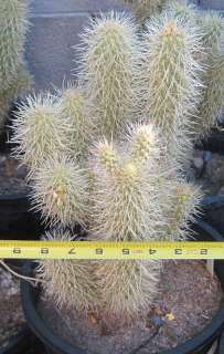 Opuntia bigelovii Teddy Bear Cholla Cactus 1  