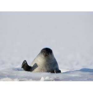  Ringed Seal, Billefjord, Svalbard, Spitzbergen, Arctic 