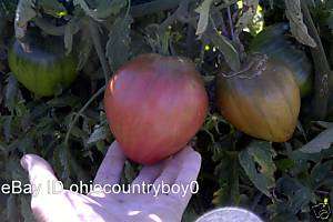 Anna Russian Heirloom Tomato 25 Seeds ORGANIC  