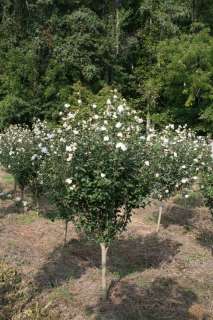 Rose of Sharon (Hibiscus syriacus) Seedlings  