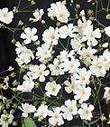 Babys Breath Seeds ★ White Elegant Plant ★ Perennial H