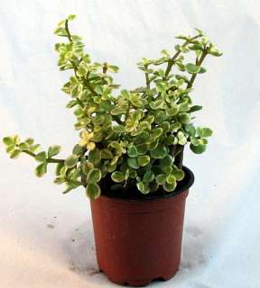 Creme & Green Mini Jade Plant   Portulacaria afra   4 Pot   St 