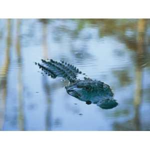  An American Alligator Floats Half Submerged in Waters at 