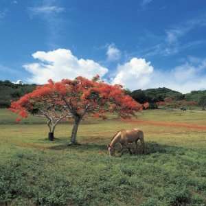  Field with Flowering Trees and a Horse with Blue Sky 