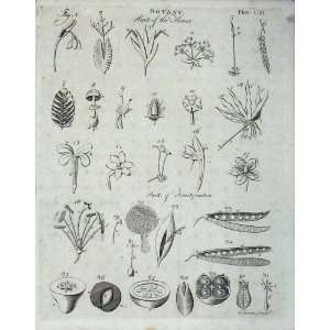  1801 Botany Plants Flowers Encyclopaedia Britannica