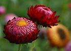   FLOWER  SCARLET (Helichrysum monstrosum) Everlasting Daisy X 50 Seeds