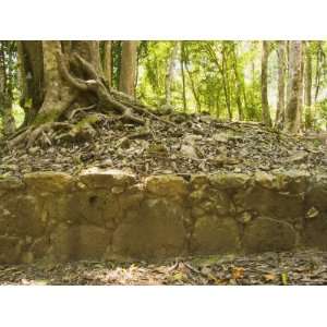  Excavated Wall with Tree Growing above at the Caracol Maya 