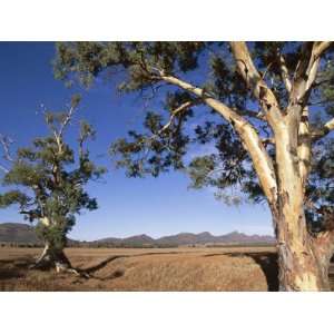 Cazneaux Tree, Red River Gum, Wilpena, Flinders Range, South Australia 