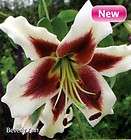 Beverly Ann O.T. Hybrid Oriental Lily 2 Bulbs