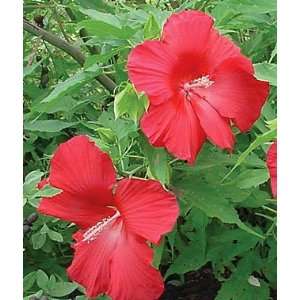  Hibiscus Lord Baltimore 1 Plant Patio, Lawn & Garden