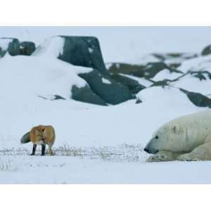 Red Fox and a Polar Bear Eye Each Other Cautiously on the Hudson Bay 