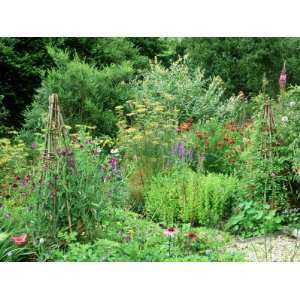 Wigwam Supports in Abundant Summer Border with Planting of 
