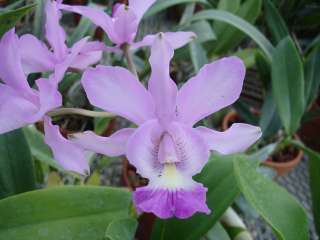 Orchid Plant Scmbc. RIOS Pink Delight Near flowering on a stick 