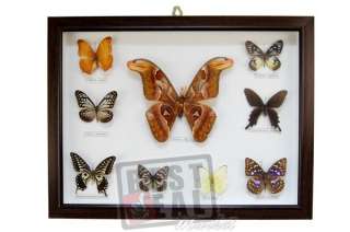 22 Real Vintage Butterfly Framed Collection Gift #15s  